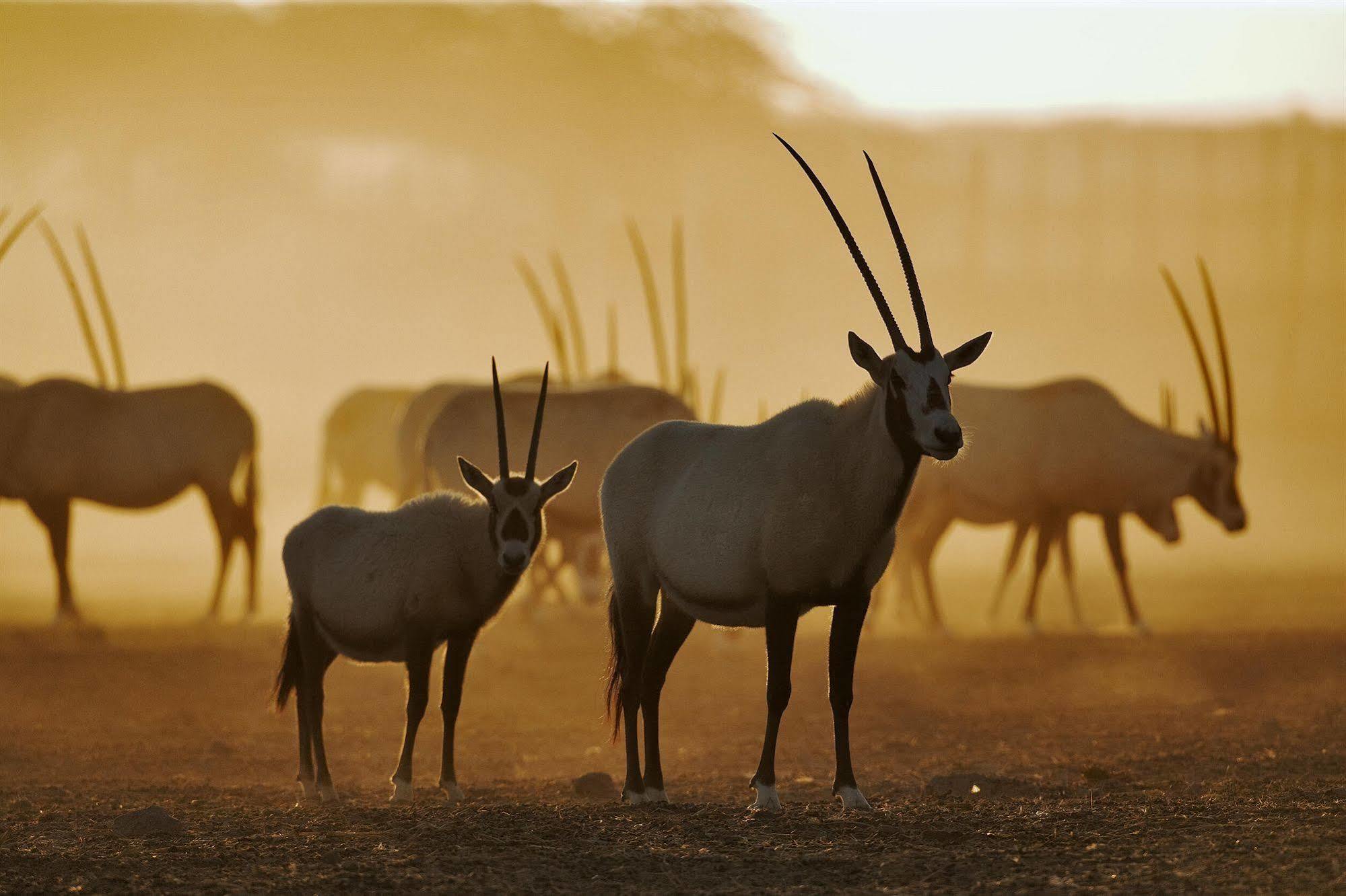 Anantara Sir Bani Yas Island Al Yamm Villa Resort Da'sah ภายนอก รูปภาพ